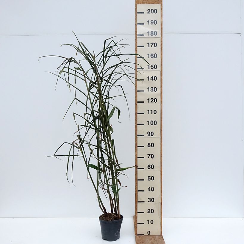 Exemplar von Hedychium coccineum Tara - Schmetterlingsingwer Topf mit 4L/5L wie im Winter geliefert