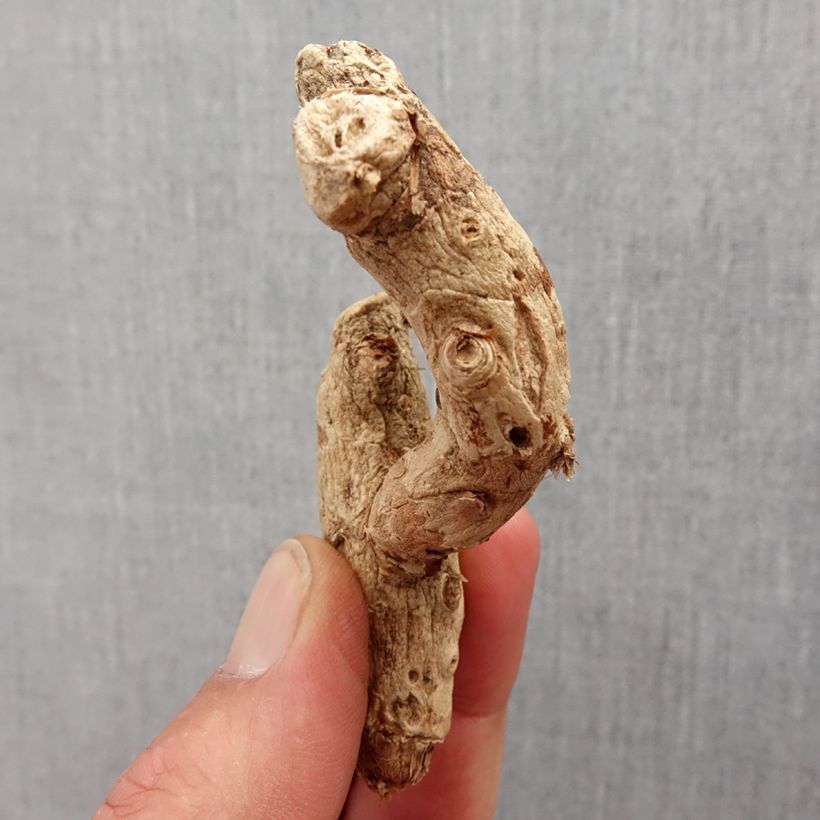 Exemplar von Hedychium densiflorum - Schmetterlingsingwer Zwiebel Kaliber/Größe I wie im Frühjahr geliefert