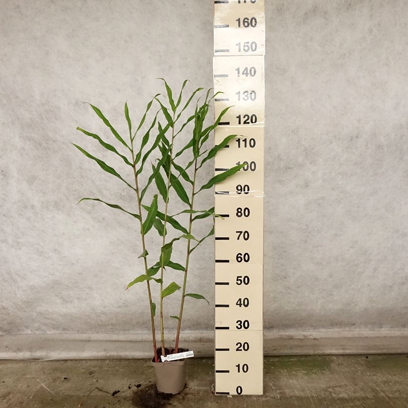 Exemplar von Hedychium Dixter (Tresco) - Longose - Gingembre d'ornement  Pot de 3L/4L wie im Herbst geliefert