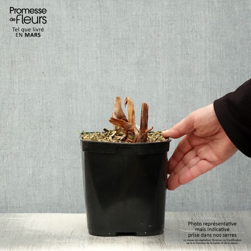 Example of Hedychium Dixter - Schmetterlingsingwer Topf mit 3L/4L as you get in printemps