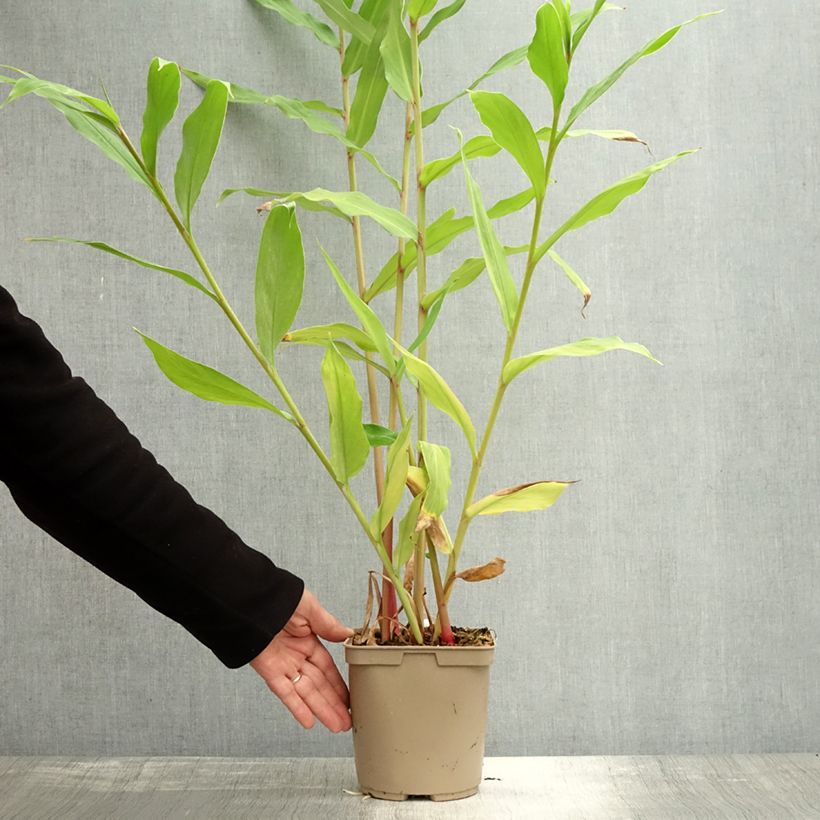 Exemplar von Hedychium Elizabeth - Gingembre d'ornement Pot de 3L/4L wie im Herbst geliefert