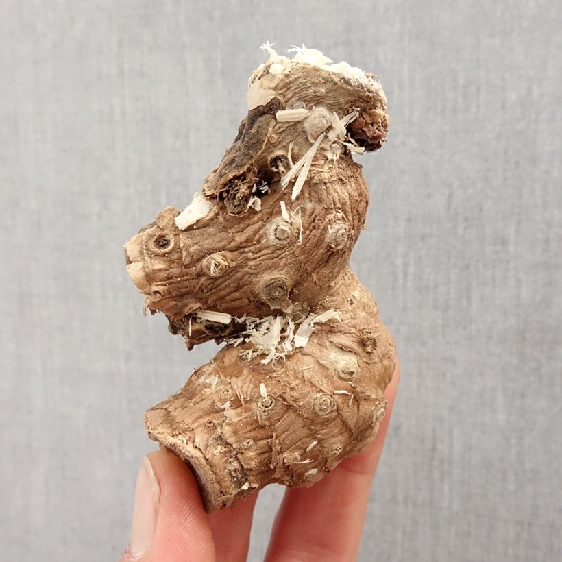 Exemplar von Hedychium ellipticum - Schmetterlingsingwer Zwiebel Kaliber/Größe I wie im Frühjahr geliefert