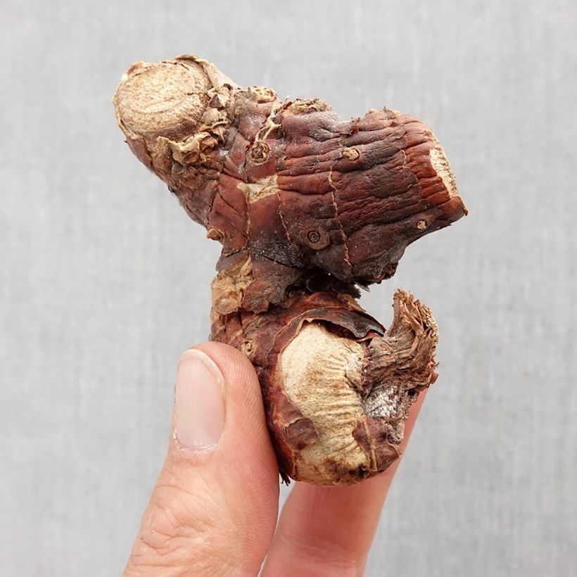 Exemplar von Hedychium gardnerianum - Schmetterlingsingwer Zwiebel Kaliber/Größe I wie im Frühjahr geliefert