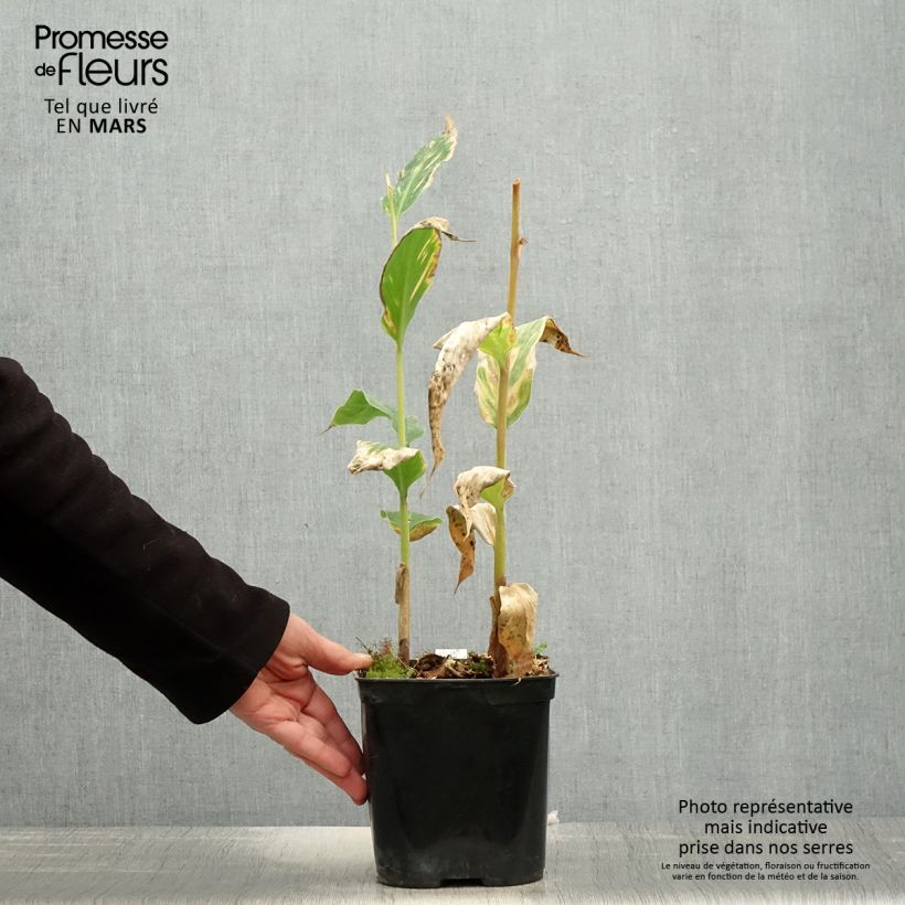 Exemplar von Schmetterlingsingwer - Hedychium gardnerianum Topf mit 2L/3L wie im Frühjahr geliefert