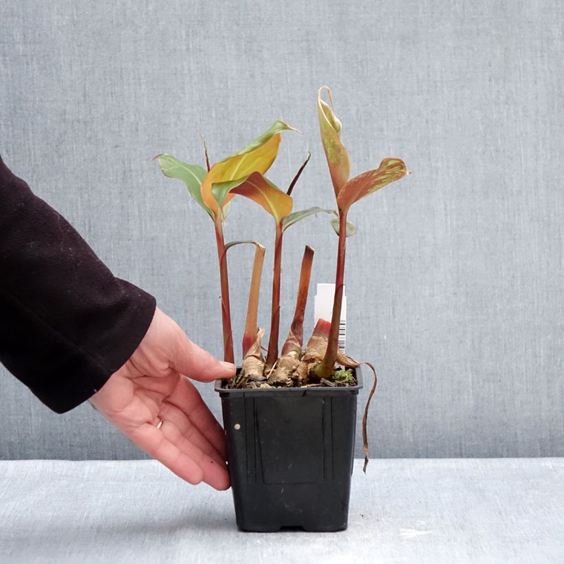Example of Bhutan-Ingwer - Hedychium greenii Topf mit 1L/1,5L as you get in hiver