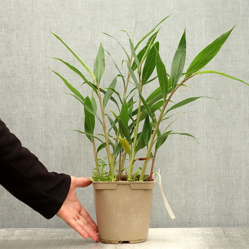 Exemplar von Hedychium villosum var. tenuiflorum - Schmetterlingsingwer Topf mit 3L/4L wie im Herbst geliefert