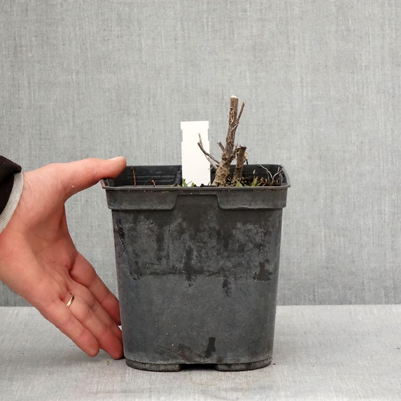 Example of Sonnenbraut Double Trouble - Helenium Topf mit 2L/3L as you get in printemps