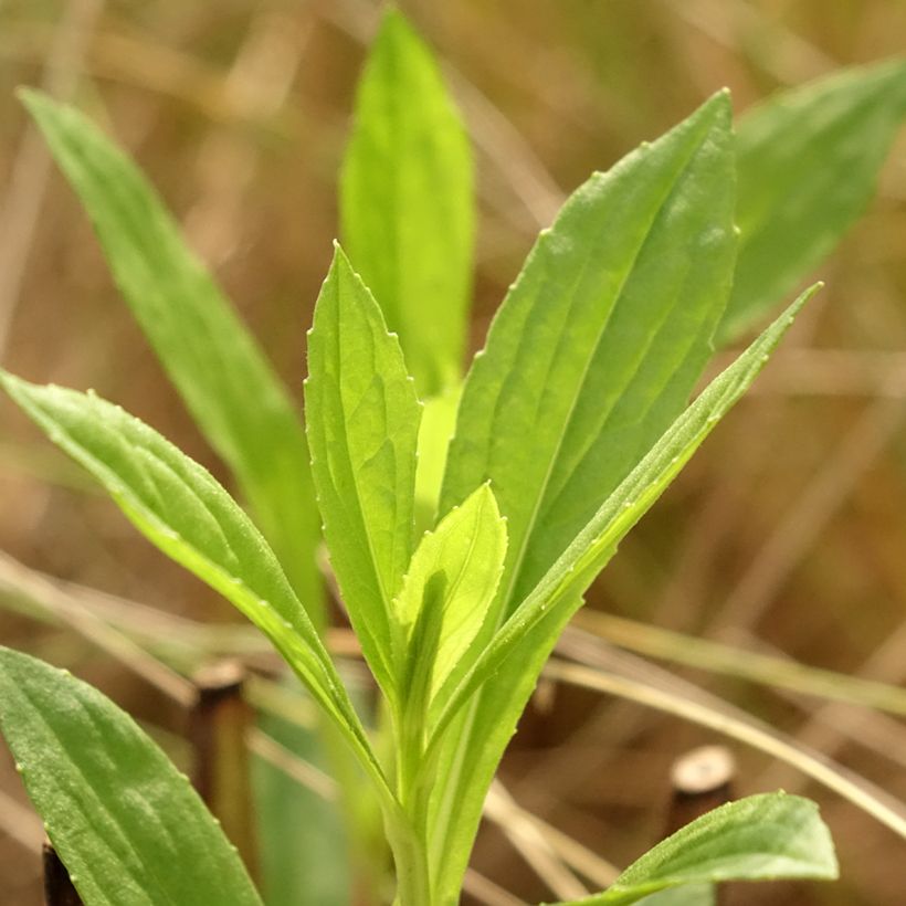 Sonnenbraut Kugelsonne - Helenium (Foliage)