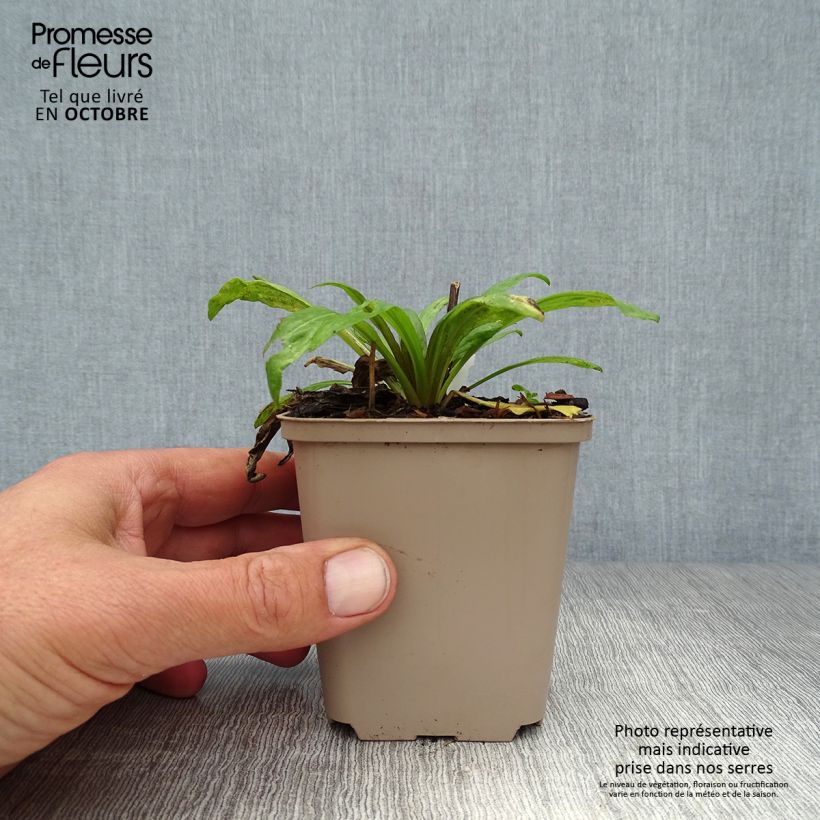 Exemplar von Sonnenbraut Potter's Wheel - Helenium Kleine Töpfe von 8/9 cm wie im Herbst geliefert