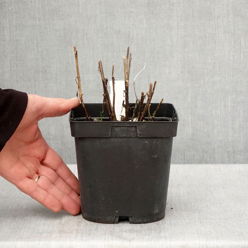 Example of Sonnenbraut Ruby Tuesday - Helenium Topf mit 2L/3L as you get in printemps