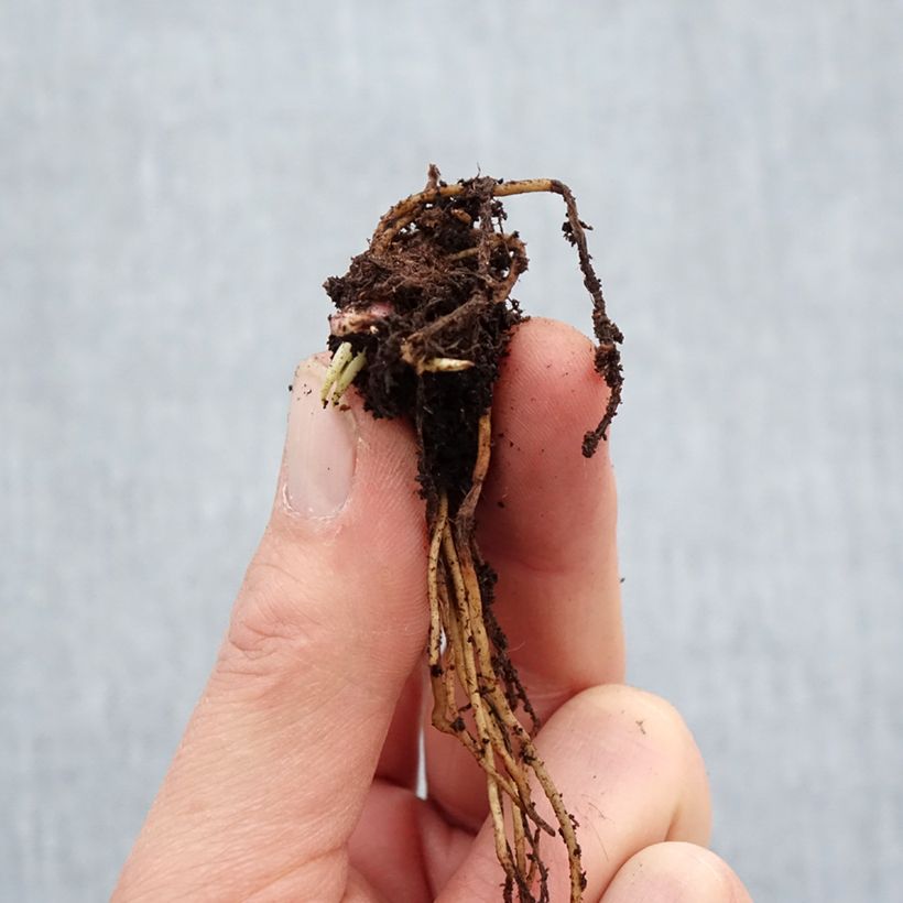 Example of Sonnenbraut Ruby Tuesday - Helenium Wurzelnackt as you get in hiver