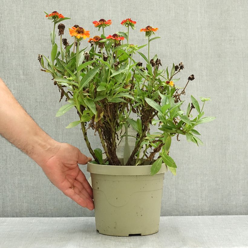 Exemplar von Sonnenbraut Short' n'Sassy - Helenium Topf mit 3L/4L wie im Sommer geliefert