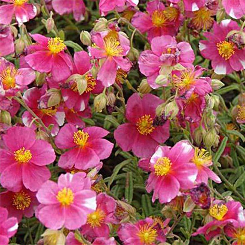 Sonnenröschen Raspberry Ripple - Helianthemum (Blüte)