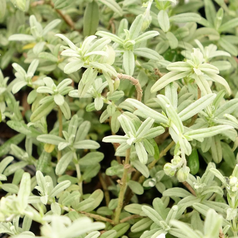 Sonnenröschen Fire Dragon - Helianthemum (Foliage)