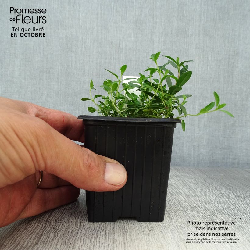 Exemplar von Helianthemum nummularium - Gelbe Sonnenröschen Kleine Töpfe von 8/9 cm wie im Herbst geliefert