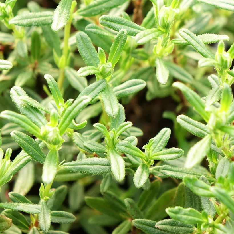Sonnenröschen Sulphureum Plenum - Helianthemum (Laub)