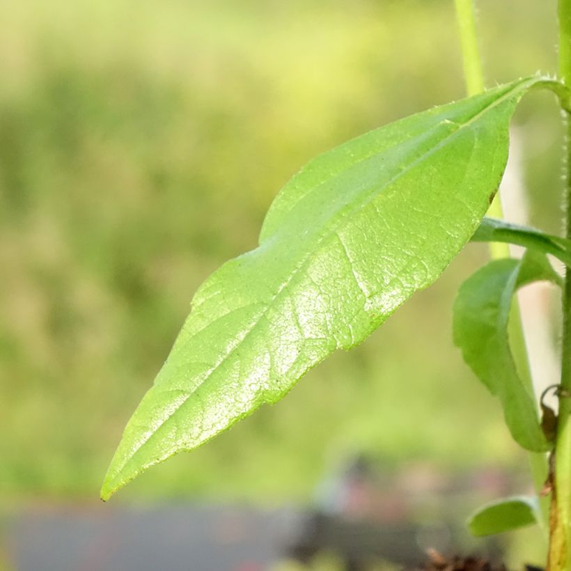 Kropfige Sonnenblume - Helianthus strumosus (Foliage)