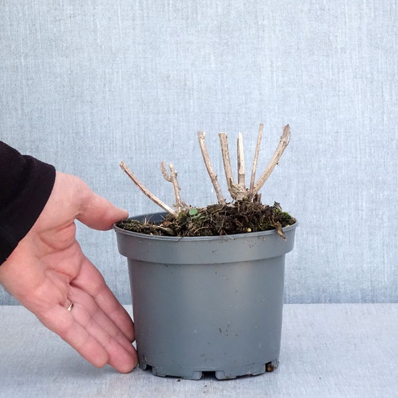 Example of Kropfige Sonnenblume - Helianthus strumosus Topf mit 1,5L/2L as you get in printemps