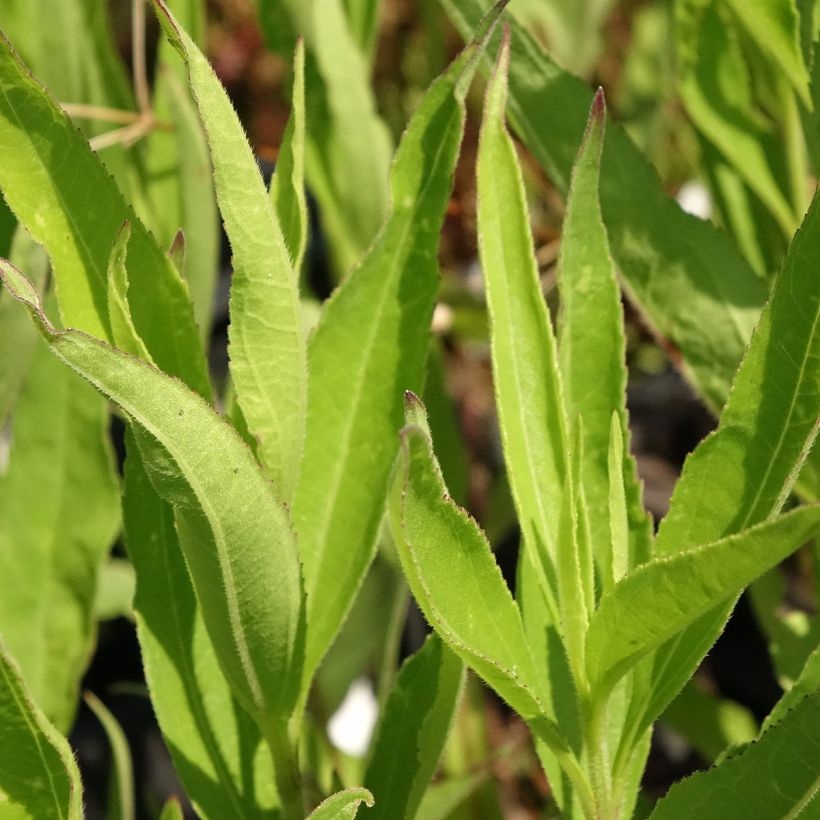 Helianthus atrorubens Monarch - Stauden-Sonnenblume (Laub)