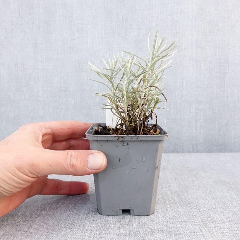 Exemplar von Helichrysum angustifolium Tall Curry - Plante curry Godet de 8/9 cm wie im Winter geliefert