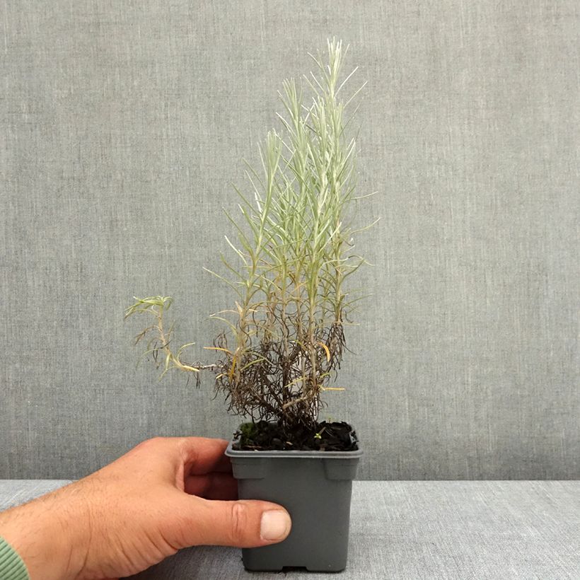 Exemplar von Strohblume - Helichrysum italicum subsp. serotinum Kleine Töpfe von 8/9 cm wie im Frühjahr geliefert