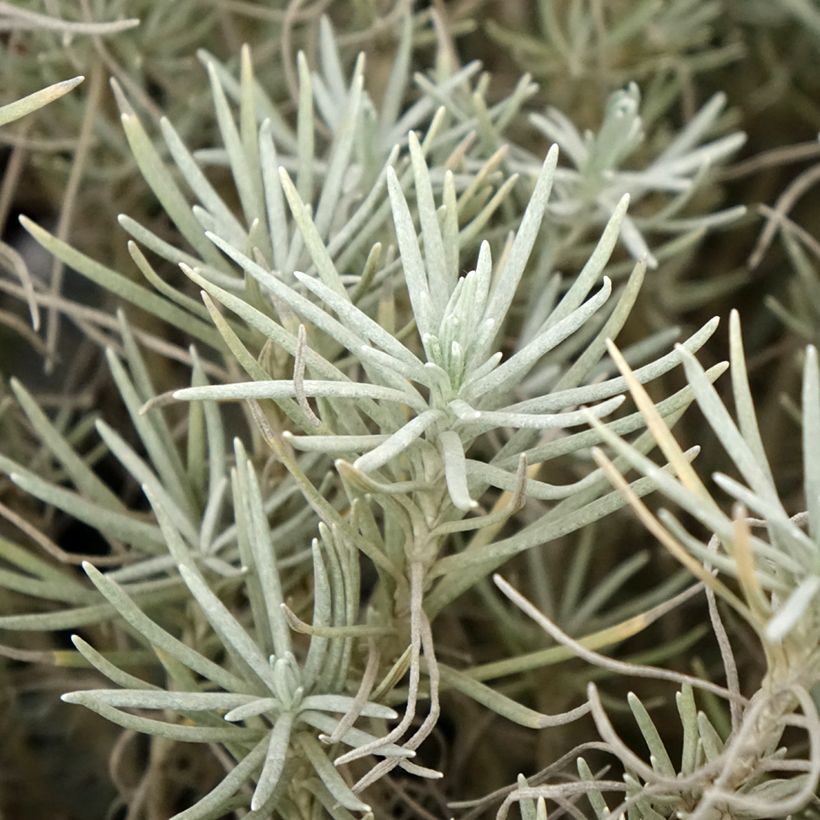 Strohblume - Helichrysum italicum subsp. serotinum (Foliage)