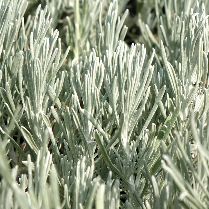 Strohblume Weisses Wunder - Helichrysum italicum (Laub)