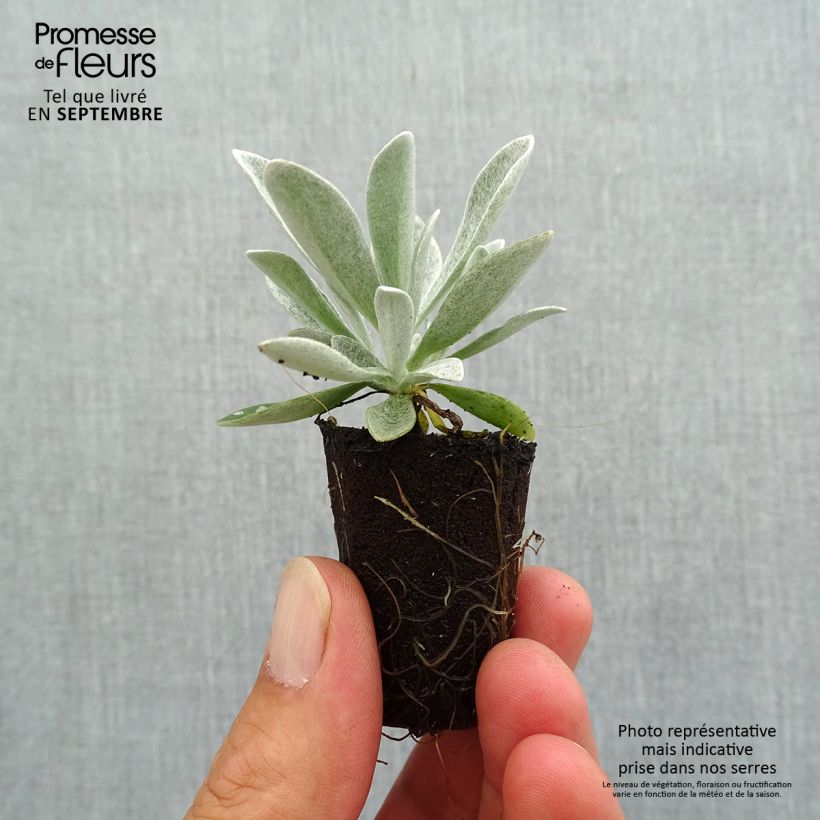 Exemplar von Helichrysum Red Jewel - Strohblume Mini-Plug Ø 3/4 cm wie im Herbst geliefert