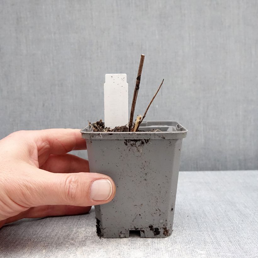 Exemplar von Heliopsis helianthoides Asahi - Sonnenauge Kleine Töpfe von 8/9 cm wie im Winter geliefert