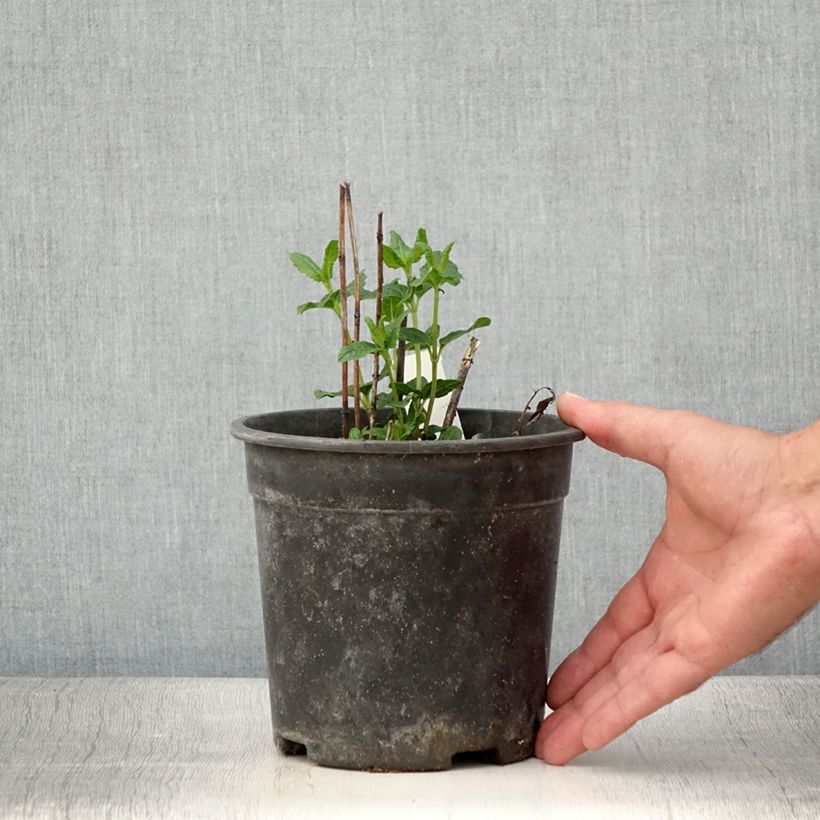 Exemplar von Heliopsis helianthoides Asahi - Sonnenauge Topf mit 2L/3L wie im Sommer geliefert