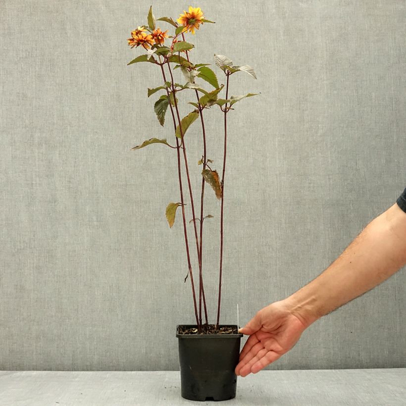 Exemplar von Heliopsis helianthoides Bonfire Sunset (samen) - Sonnenauge Topf mit 1,5L/2L wie im Sommer geliefert