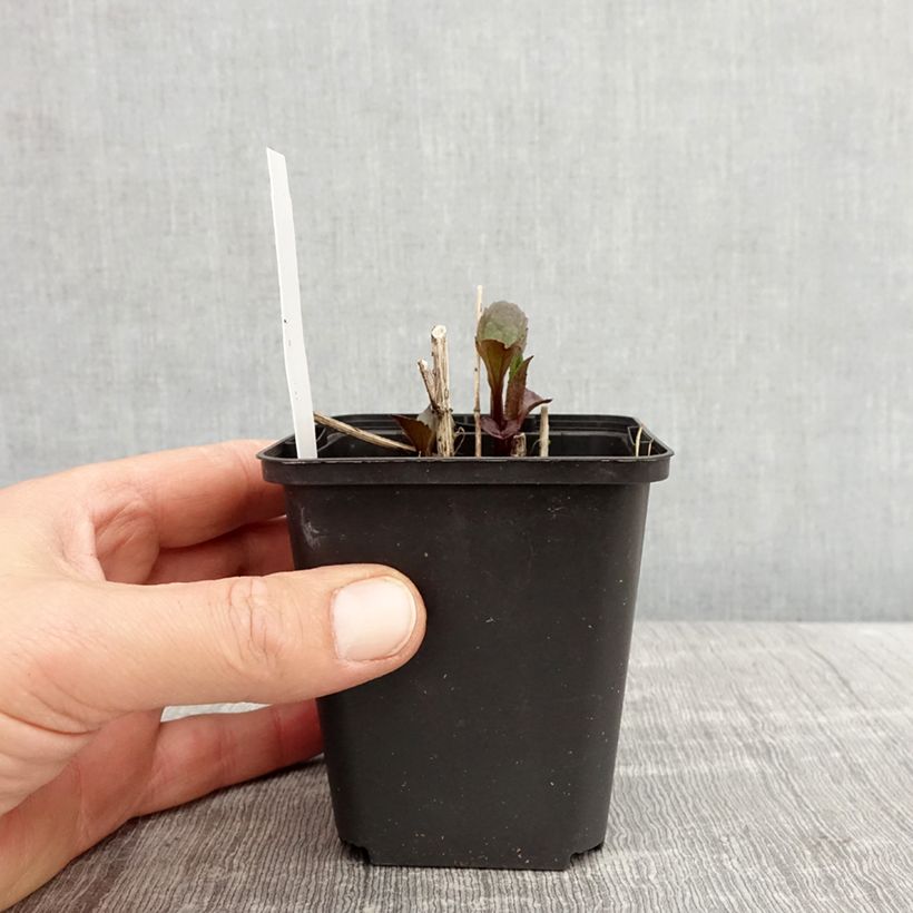 Example of Heliopsis helianthoides var. scabra Funky Spinner - Sonnenauge Kleine Töpfe von 8/9 cm as you get in printemps