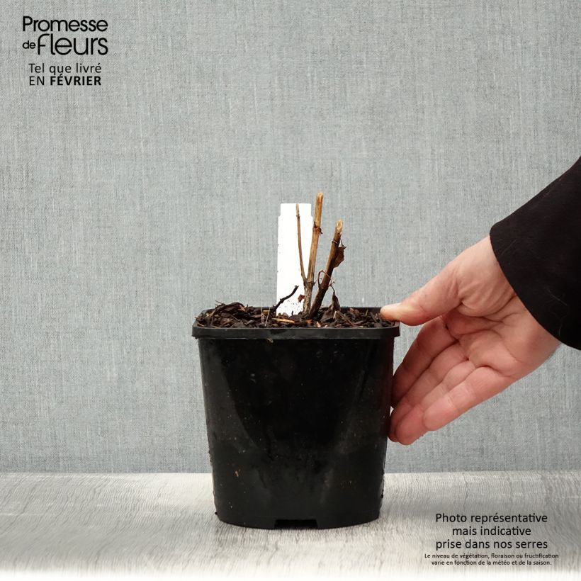 Exemplar von Heliopsis helianthoides Funky Spinner - Héliopsis faux-hélianthe Pot de 2L/3L wie im Winter geliefert