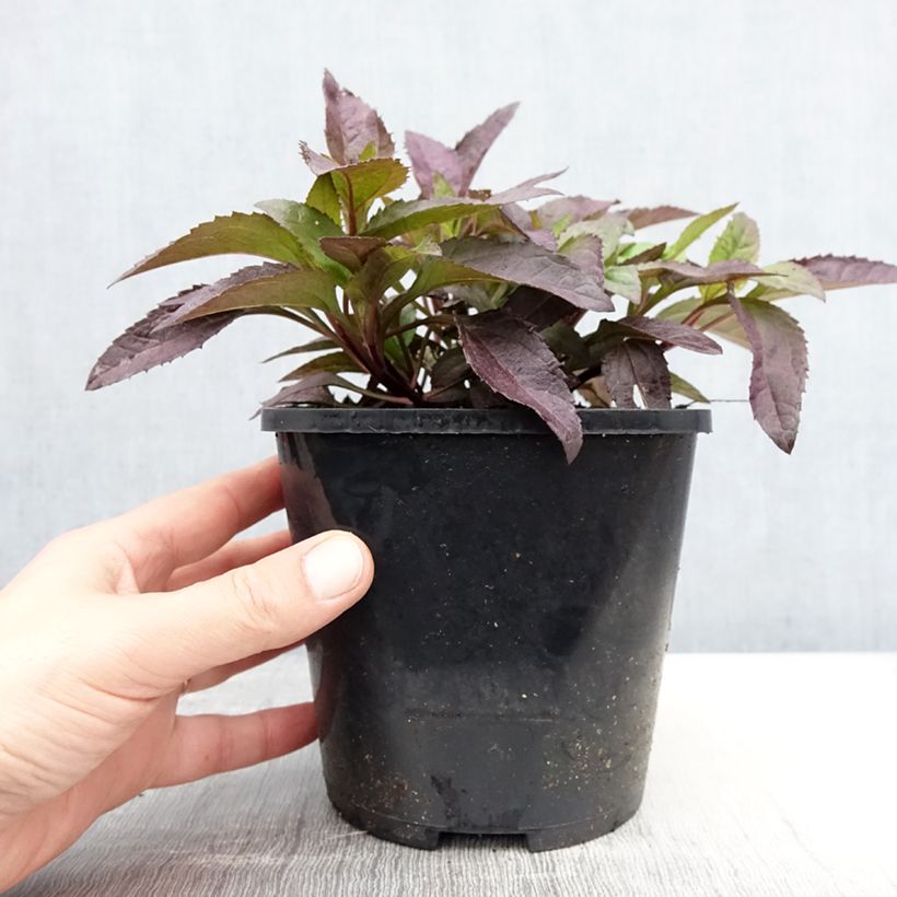 Example of Heliopsis helianthoides var. scabra Funky Spinner - Sonnenauge Topf mit 2L/3L as you get in printemps