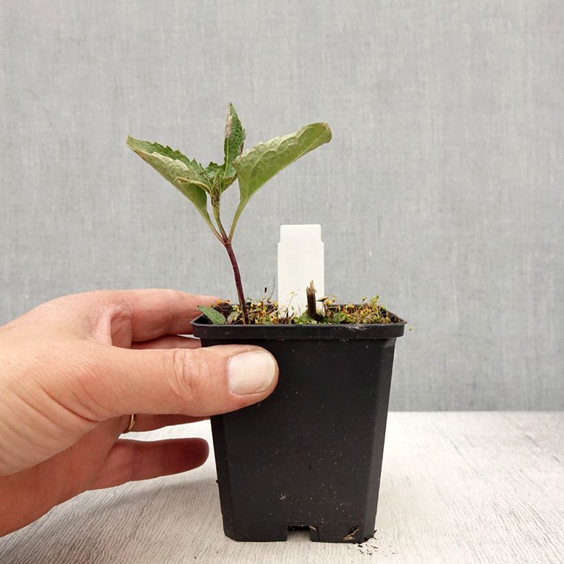 Exemplar von Heliopsis helianthoides Mars - Sonnenauge Kleine Töpfe von 8/9 cm wie im Frühjahr geliefert