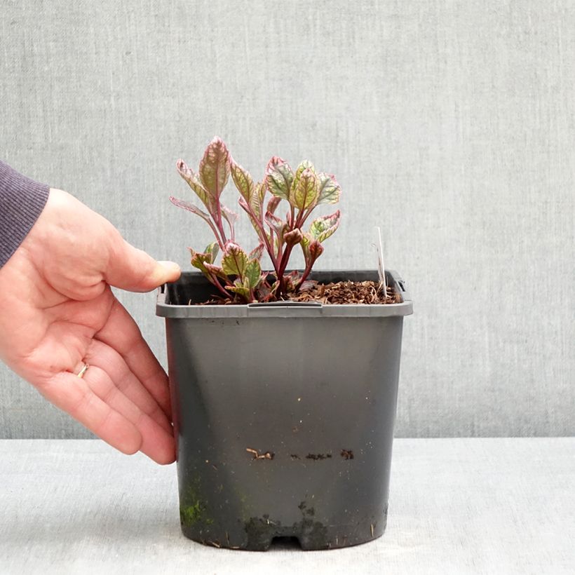 Exemplar von Heliopsis helianthoides Orange Marble  (samen) - Sonnenauge Topf mit 1,5L/2L wie im Frühjahr geliefert