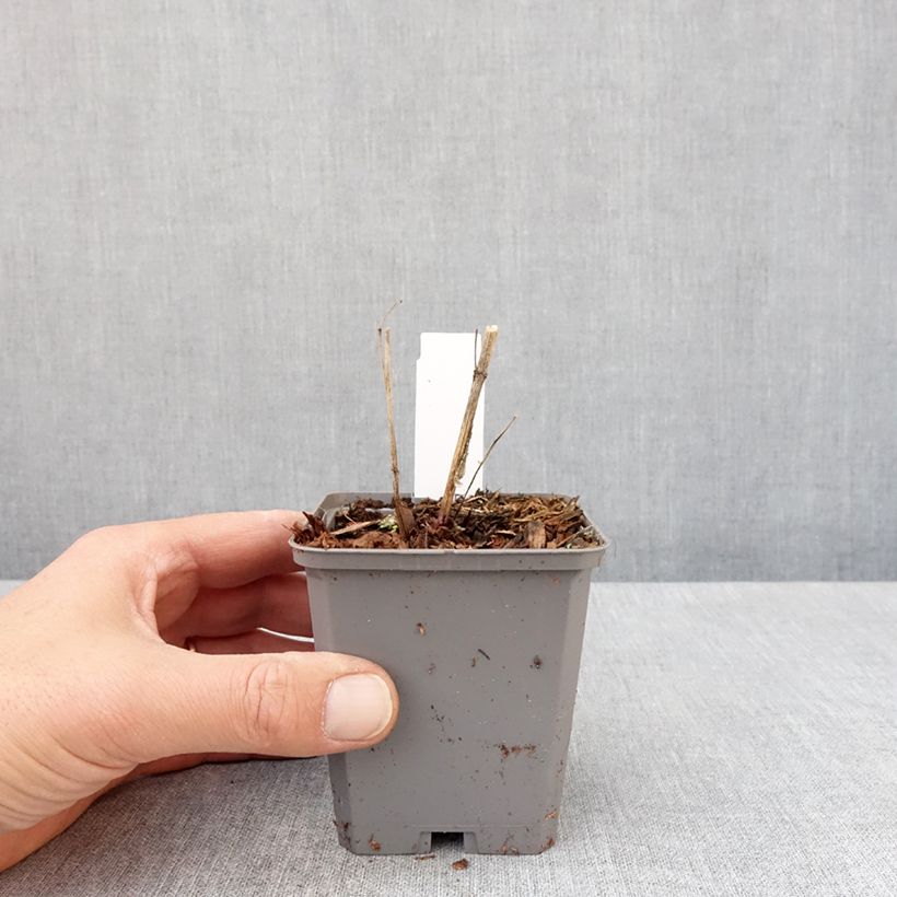 Example of Heliopsis helianthoïdes var. scabra Fire Twister - Sonnenauge Kleine Töpfe von 8/9 cm as you get in printemps