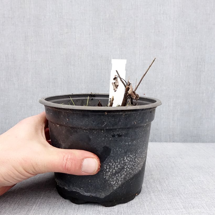 Example of Heliopsis helianthoïdes var. scabra Fire Twister - Sonnenauge Topf mit 2L/3L as you get in hiver