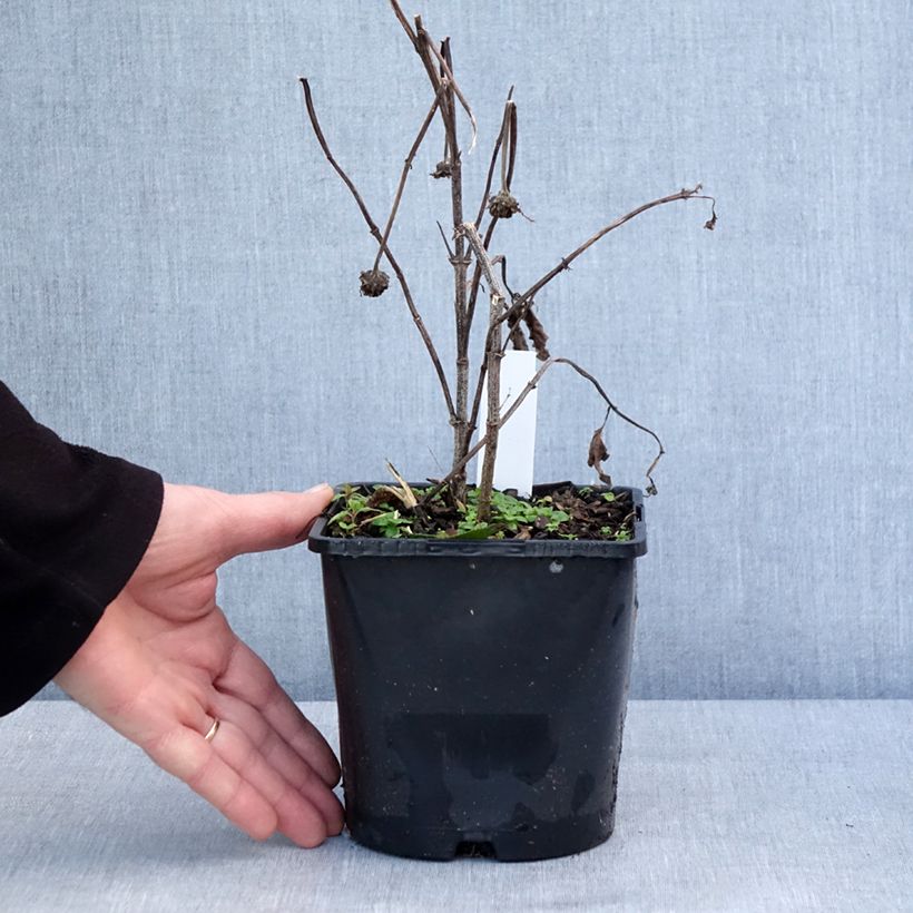 Exemplar von Heliopsis Luna Roja - Héliopsis faux hélianthe Pot de 2L/3L wie im Winter geliefert