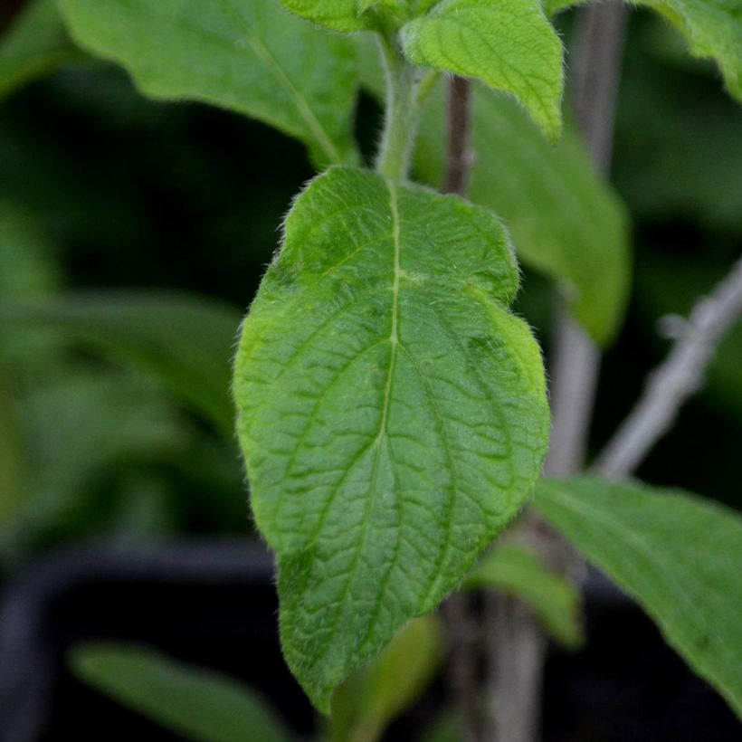 Heliotropium arborescens Marine - Vanilleblume (Foliage)