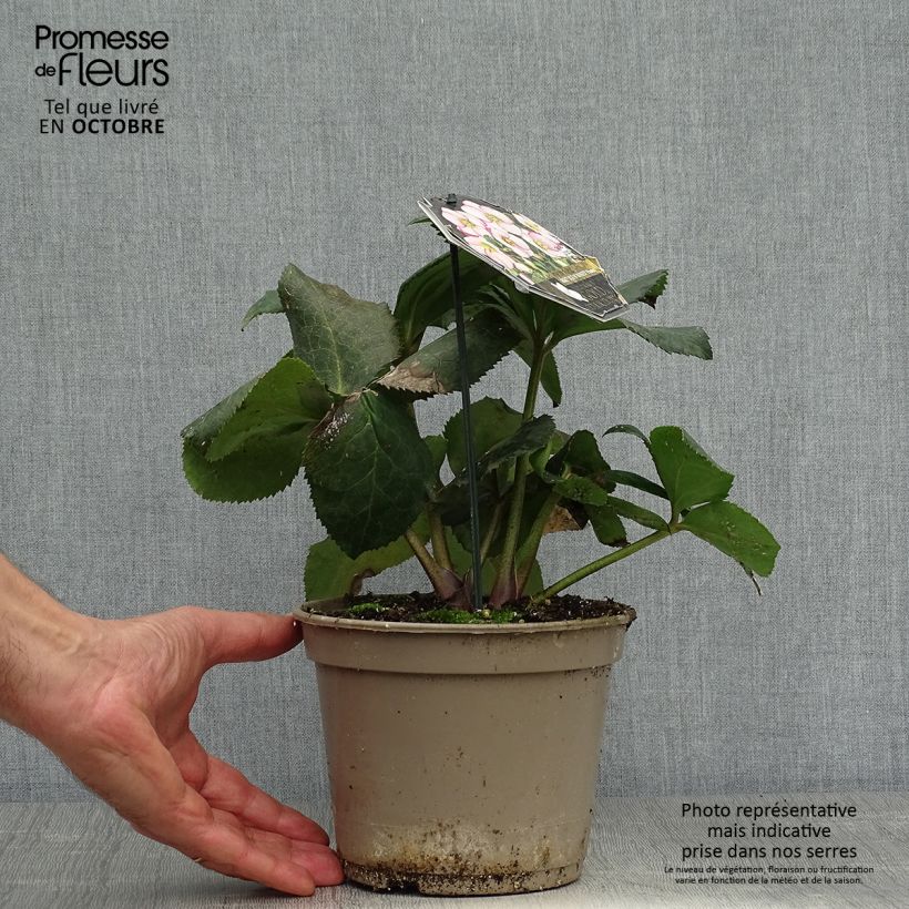 Exemplar von Helleborus orientalis HGC Ice N' Roses Picotee Topf mit 2L/3L wie im Herbst geliefert