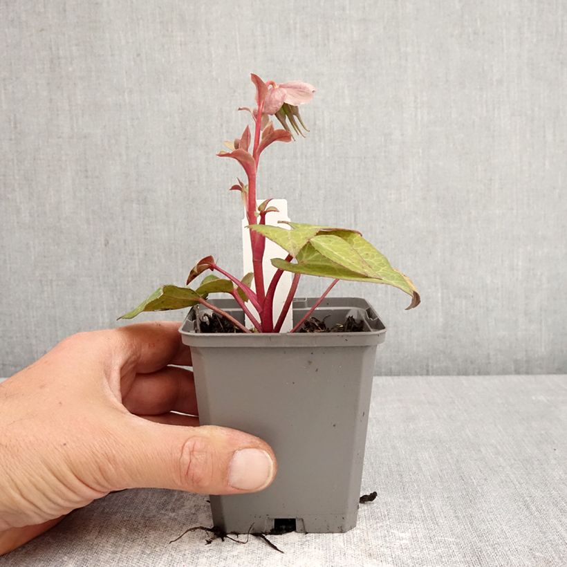 Exemplar von Helleborus lividus Kleine Töpfe von 8/9 cm wie im Frühjahr geliefert