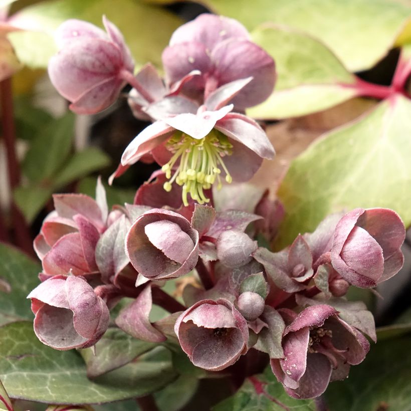Helleborus lividus (Blüte)