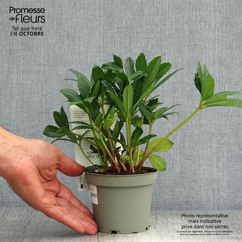 Exemplar von Helleborus niger Double Fashion - Schwarze Nieswurz Topf mit 2L/3L wie im Herbst geliefert