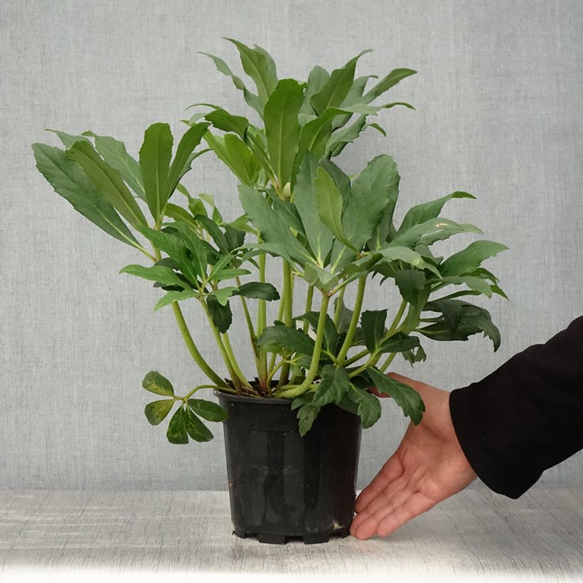 Exemplar von Helleborus niger - Schwarze Nieswurz Topf mit 2L/3L wie im Frühjahr geliefert