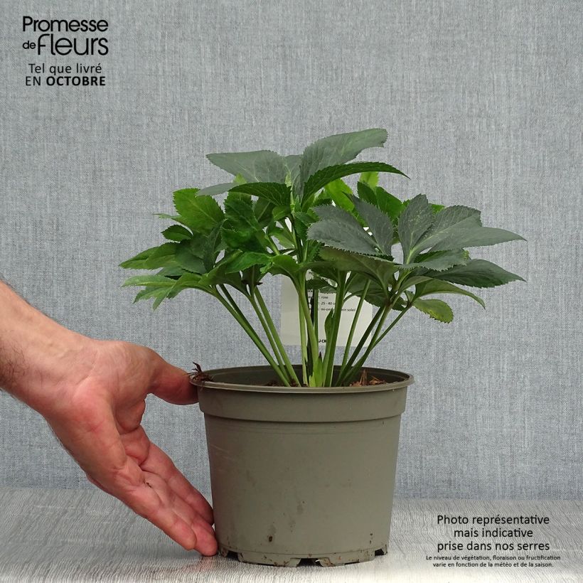 Exemplar von Helleborus orientalis Anemone Pink Topf mit 2L/3L wie im Herbst geliefert
