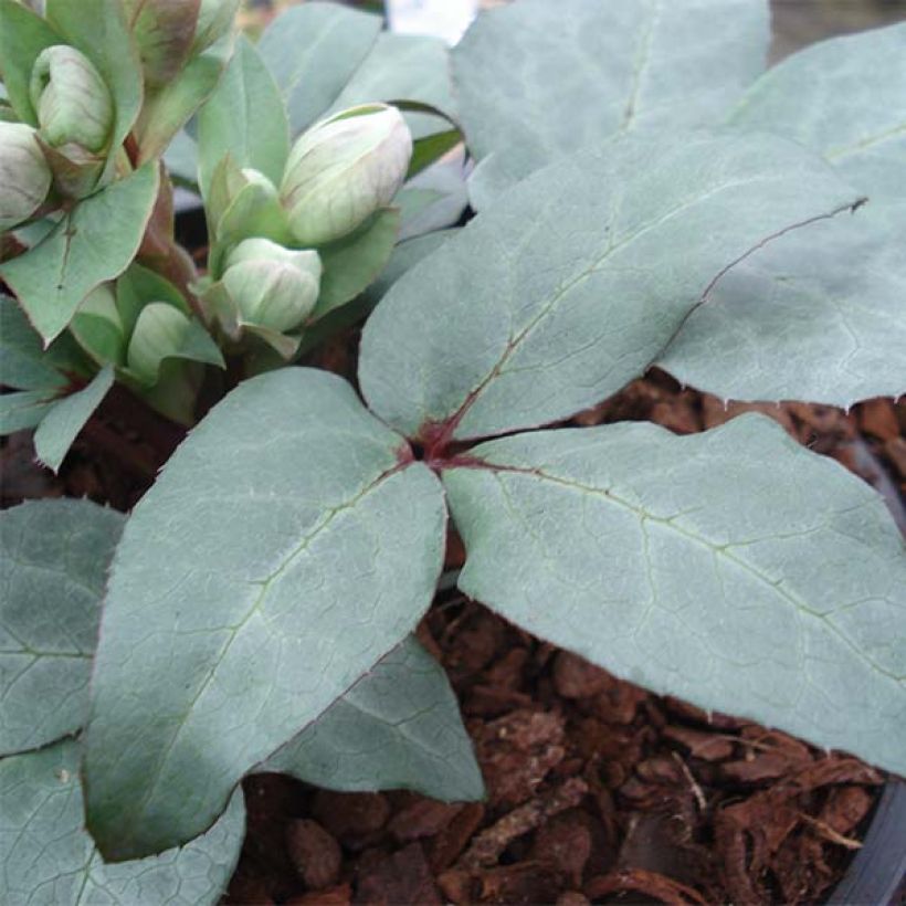 Helleborus sternii Grey Star - Nieswurz-Hybride (Laub)