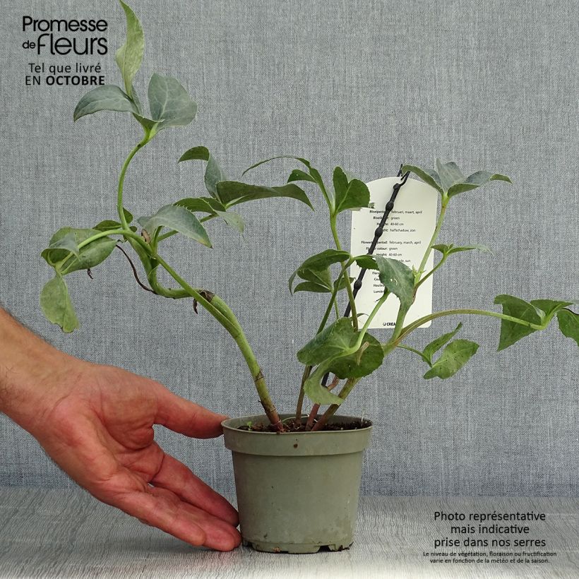 Exemplar von Helleborus sternii Remi - Nieswurz-Hybride Topf mit 1L/1,5L wie im Herbst geliefert
