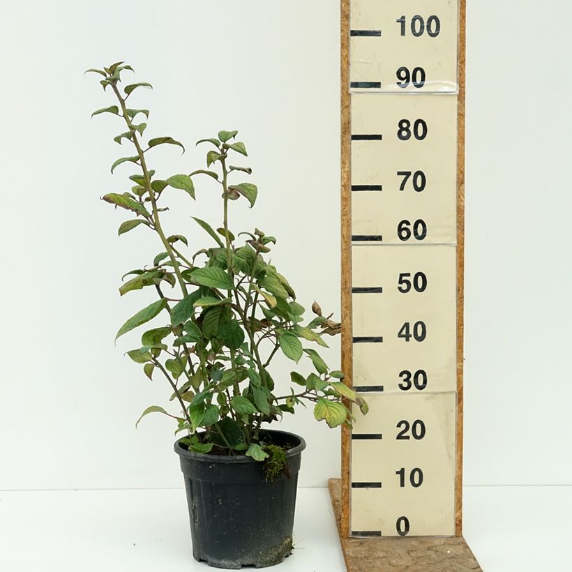 Exemplar von Helwingia japonica (Weiblich) - Japanischer Helwingie Topf mit 7,5L/10L wie im Sommer geliefert
