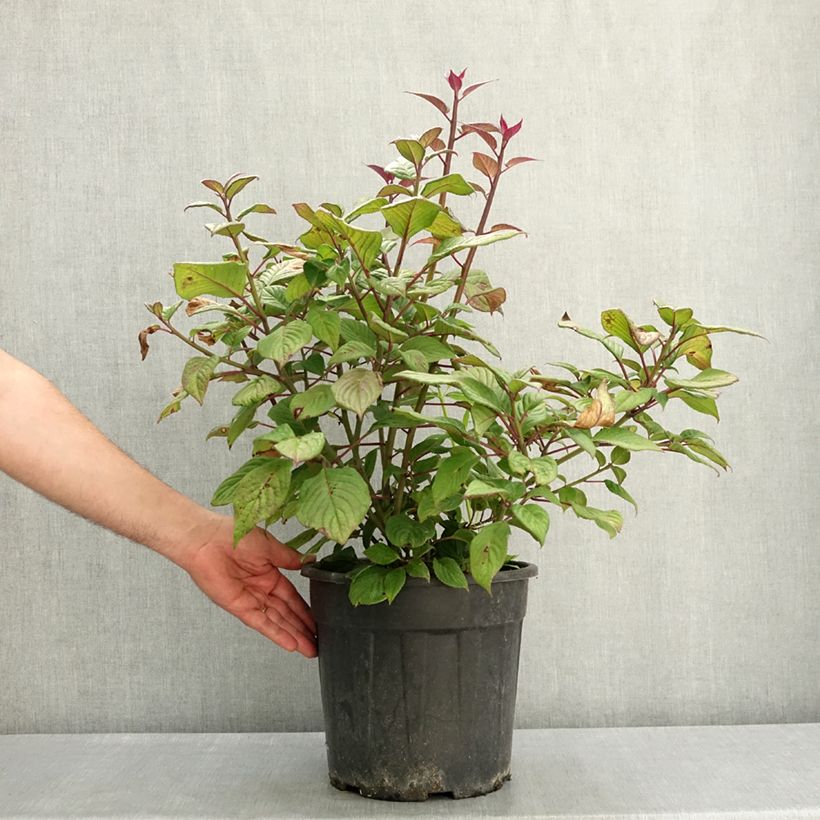 Exemplar von Helwingia japonica (Weiblich) - Japanischer Helwingie Topf mit 7,5L/10L wie im Frühjahr geliefert